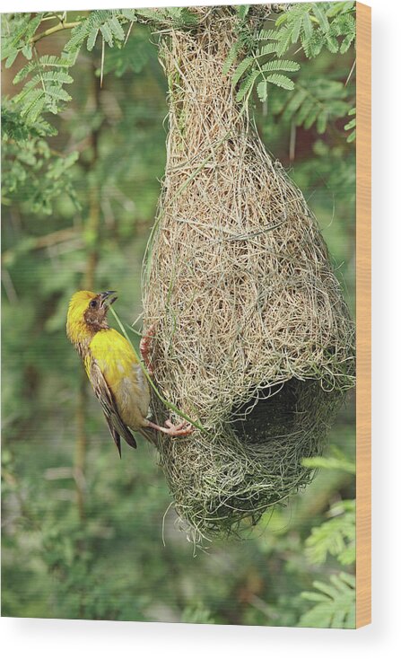File:Weaver Nest.jpg - Wikipedia