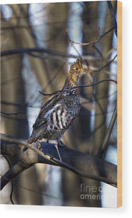 Bedford Wood Print featuring the photograph Male Ruffed Grouse by Ronald Lutz