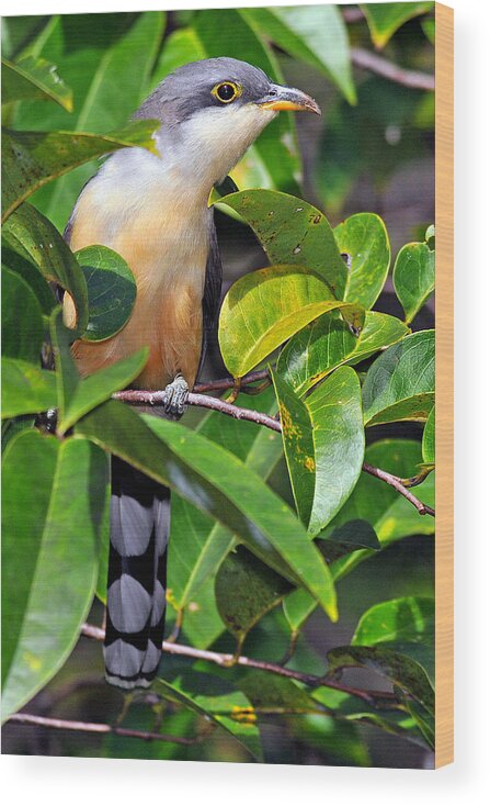 Birds Of Puerto Rico Wood Print featuring the photograph Mangrove Cuckoo by Alan Lenk