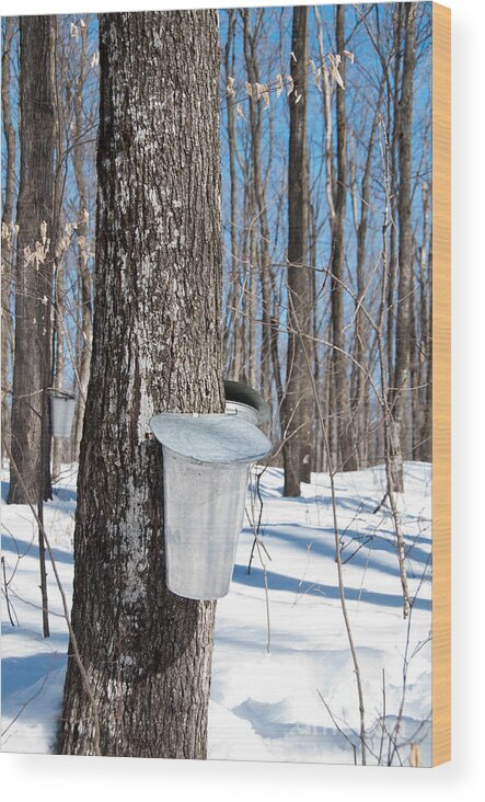 Maple Syrup Wood Print featuring the photograph Maple Forest by Cheryl Baxter