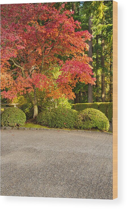 Portland Japanese Garden Wood Print featuring the photograph Maple syrup by Kunal Mehra