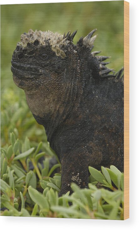 Feb0514 Wood Print featuring the photograph Marine Iguana Galapagos Islands by Pete Oxford