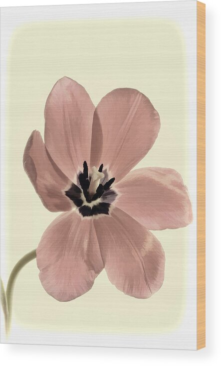 Flower Wood Print featuring the photograph Mauve Tulip Transparency by Phyllis Meinke