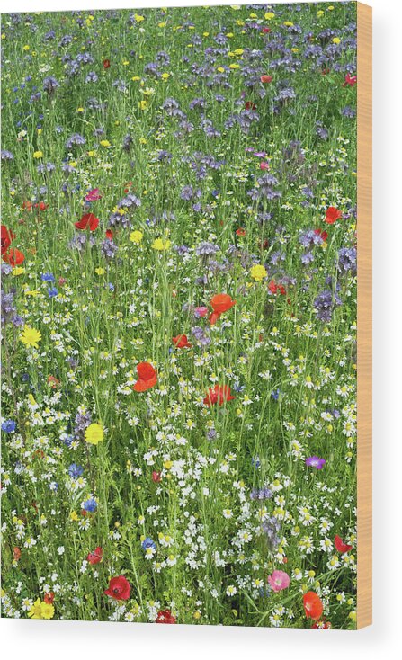 Grass Wood Print featuring the photograph Meadow With Wild Flowers by Ictor