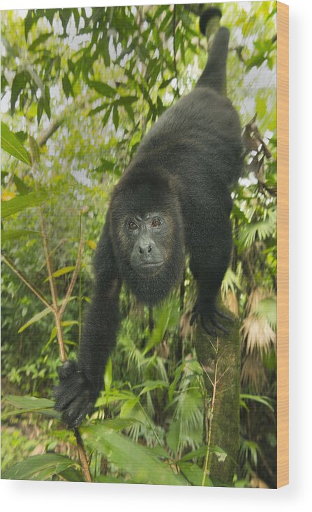 Kevin Schafer Wood Print featuring the photograph Mexican Black Howler Monkey Belize by Kevin Schafer