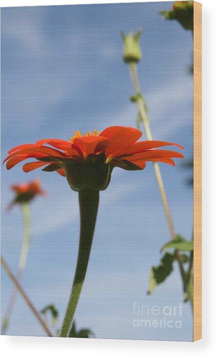 Red Flower Wood Print featuring the photograph Mexican Sunflower Dance by Neal Eslinger