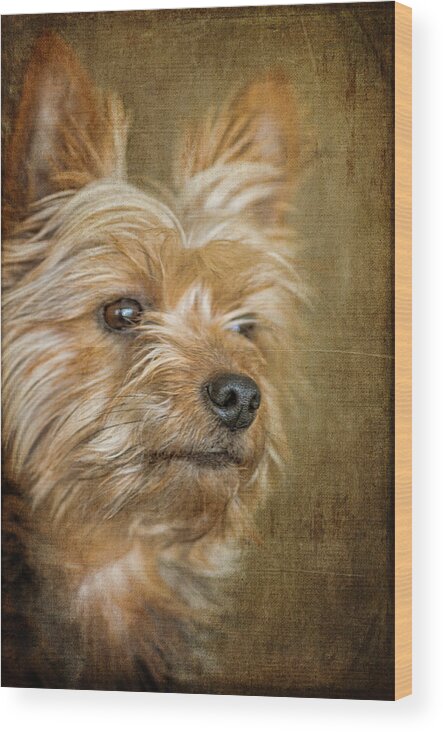 Yorkshire Terrier Wood Print featuring the photograph Mickey by Cathy Kovarik
