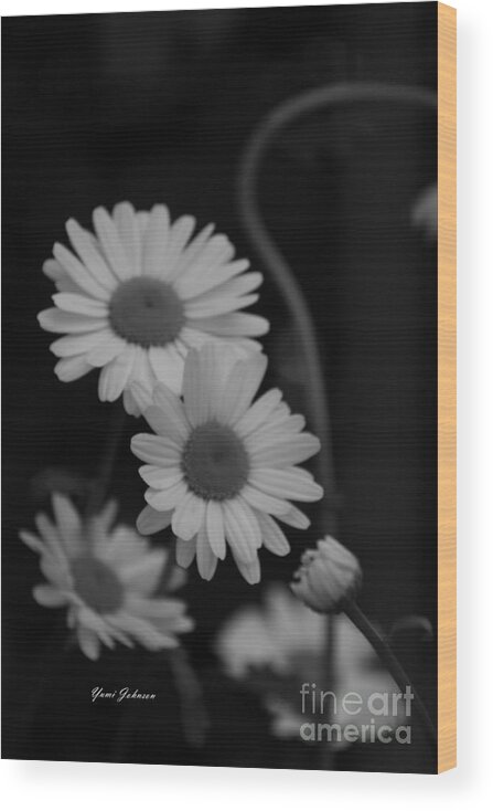 Daisy Wood Print featuring the photograph Midnight Daisies by Yumi Johnson