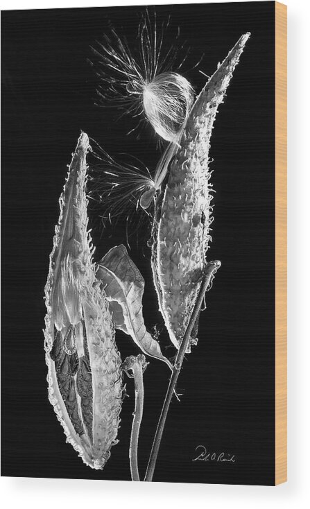 Black And White Wood Print featuring the photograph Milk Weed Duo by Frederic A Reinecke