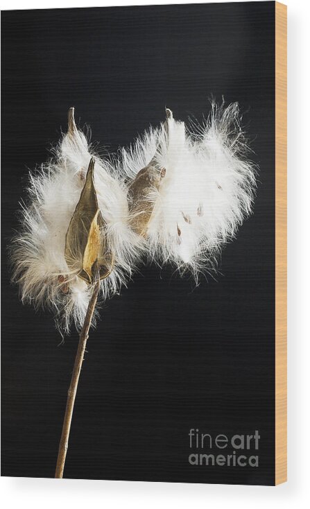 Milkpod Wood Print featuring the photograph Milkweed by Patty Colabuono