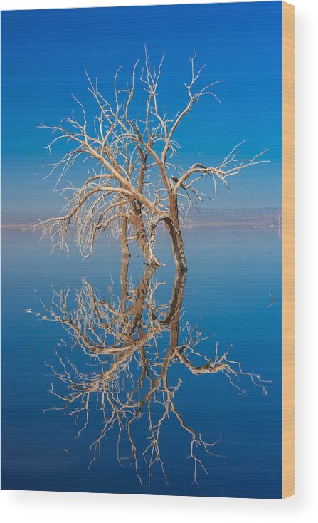 Salton Sea Wood Print featuring the photograph Mirror Mirror by Scott Campbell