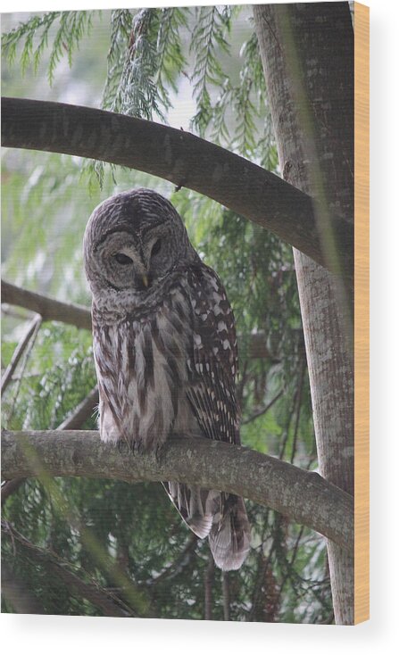 Owl Wood Print featuring the photograph Missing His Friend by Randy Hall