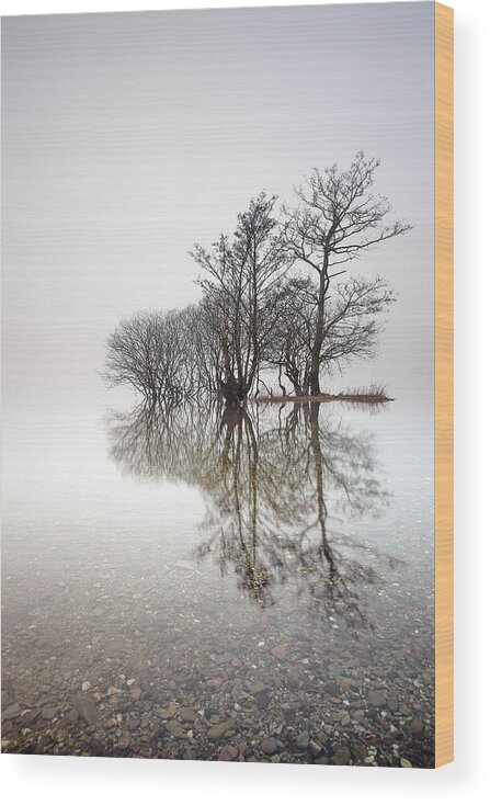 Trees Wood Print featuring the photograph Misty Trees by Grant Glendinning