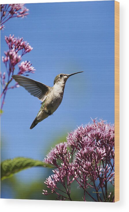 Hummingbird Wood Print featuring the photograph Modern Beauty by Christina Rollo