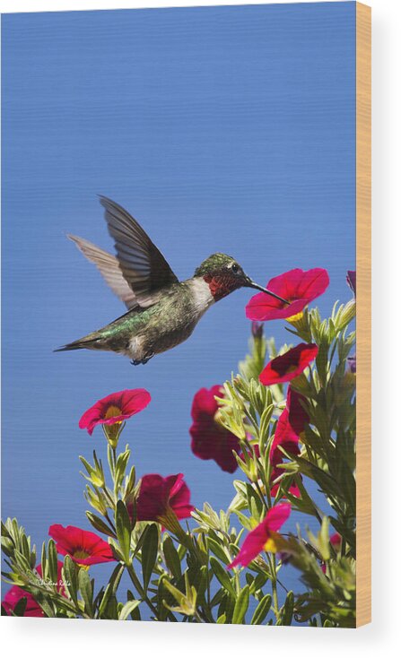 Hummingbird Wood Print featuring the photograph Moments of Joy by Christina Rollo
