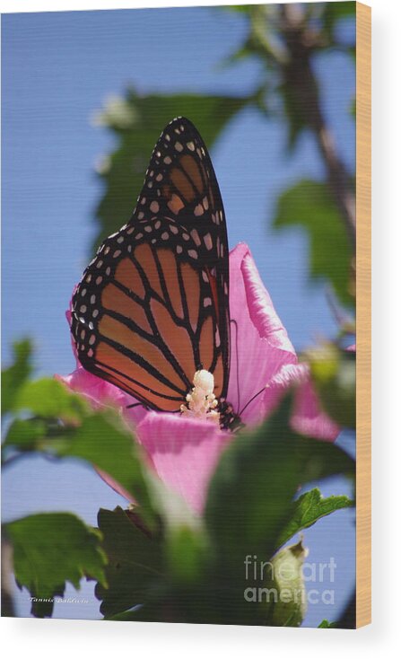 Monarch Wood Print featuring the photograph Monarch 2 by Tannis Baldwin