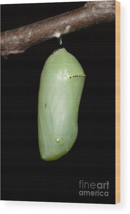 Clarence Holmes Wood Print featuring the photograph Monarch Butterfly Chrysalis I by Clarence Holmes