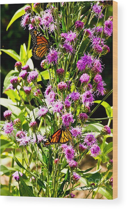 Butterfly Wood Print featuring the photograph Monarch Butterfly Couple by Ms Judi