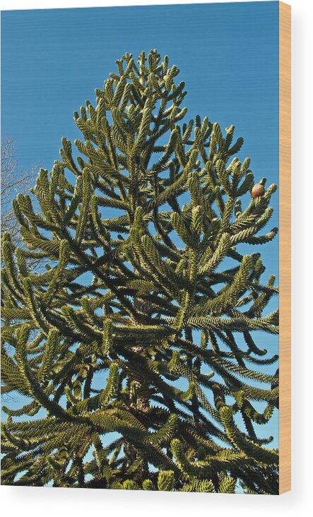 Green Wood Print featuring the photograph Monkey Puzzle Tree E by Tikvah's Hope