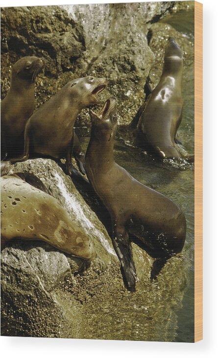Seals Wood Print featuring the photograph Monterey Bay where the seals play by LeeAnn McLaneGoetz McLaneGoetzStudioLLCcom
