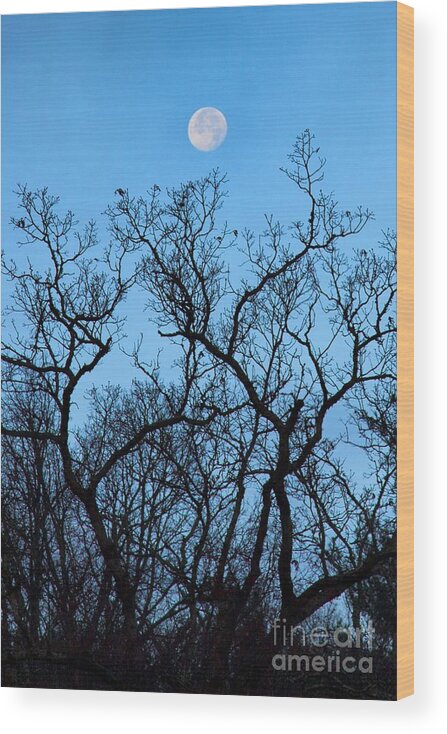 Trees Wood Print featuring the photograph Moonset Blue Ridge Mountains by John Harmon