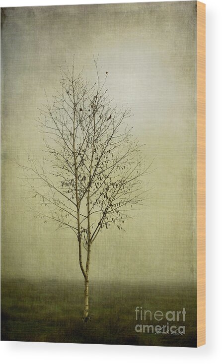Tree Wood Print featuring the photograph Morning Fog by Linda Lees