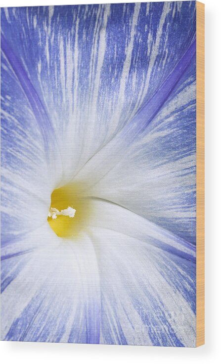 Morning Glory Wood Print featuring the photograph Morning Glory Flower by Patty Colabuono