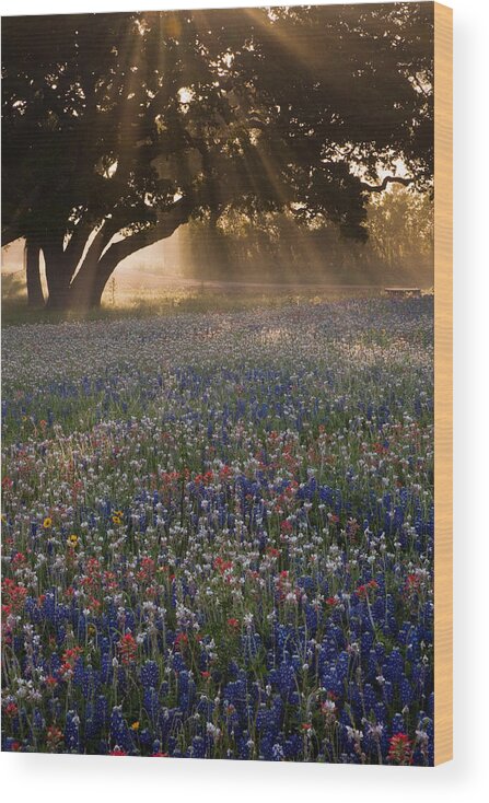 Bluebonnet Wood Print featuring the photograph Morning Rays by Eggers Photography