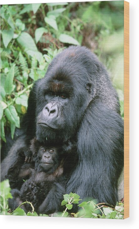 Gorilla Gorilla Beringei Wood Print featuring the photograph Mountain Gorilla And Infant by Tony Camacho/science Photo Library