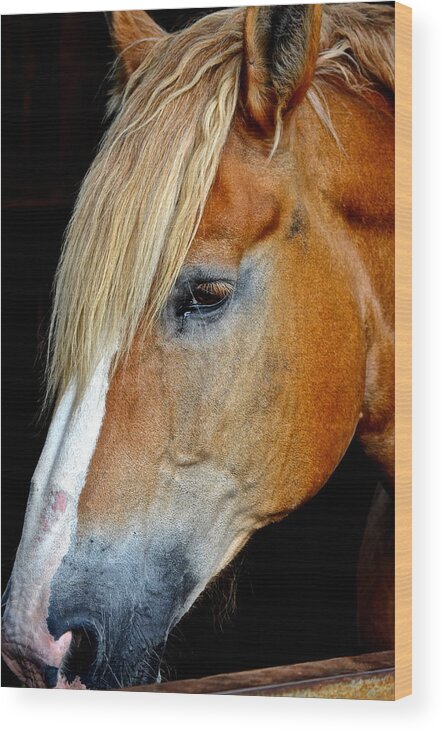 Mr Wood Print featuring the photograph Mr Ed by Frozen in Time Fine Art Photography