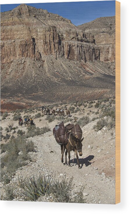 Grand Canyon Wood Print featuring the photograph Mule Pack Train, Grand Canyon by Mark Newman