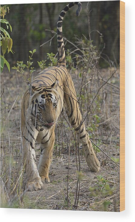 Tiger Wood Print featuring the photograph Munna of Kanha by Fotosas Photography