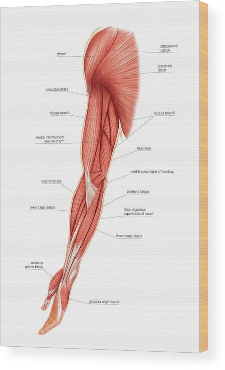 Muscles Of Upper Limb Wood Print by Asklepios Medical Atlas