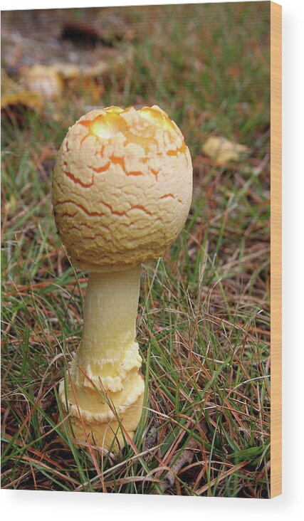 Mushroom Wood Print featuring the photograph Mushroom by Christiane Schulze Art And Photography