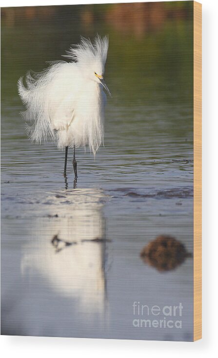 Egret Wood Print featuring the photograph My feathers are all Poofy by Ruth Jolly