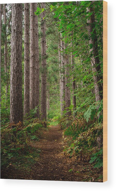 My Path Wood Print featuring the photograph My Path by Anthony Thomas