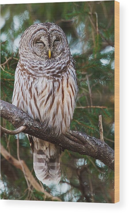 Owl Wood Print featuring the photograph Napping Barred Owl by Dale J Martin