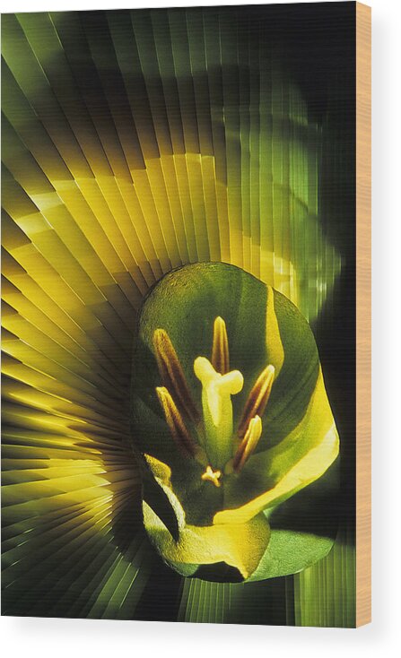 Floral Wood Print featuring the photograph Natures Symetry by Doug Davidson