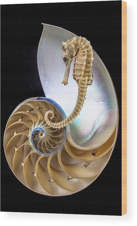 Chambered Nautilus Wood Print featuring the photograph Nautilus With Seahorse by Garry Gay