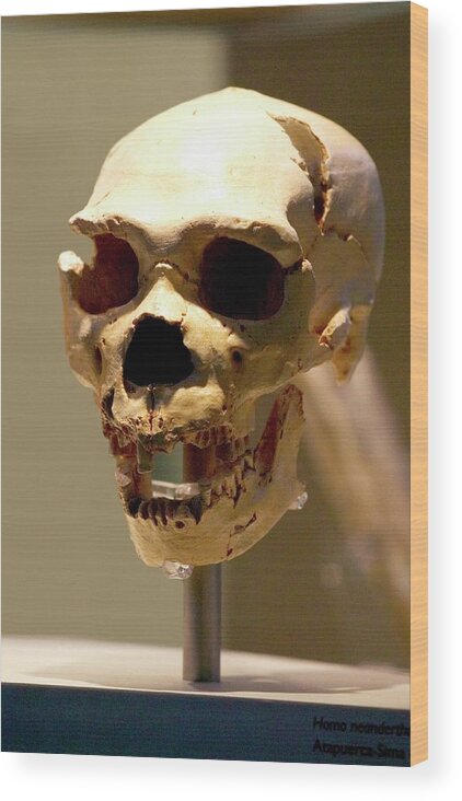 neanderthal skull front