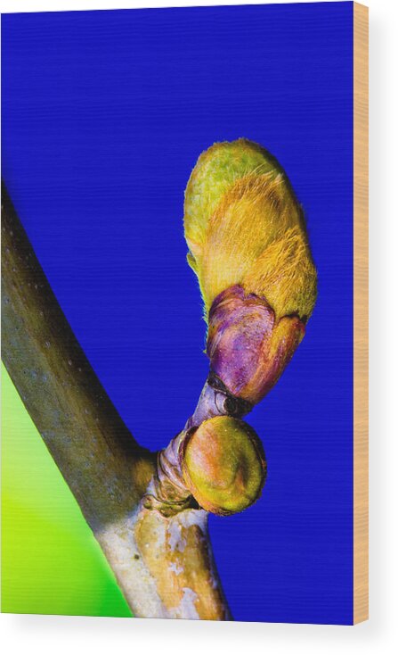 New Leaf Wood Print featuring the photograph New Leaf by Edgar Laureano