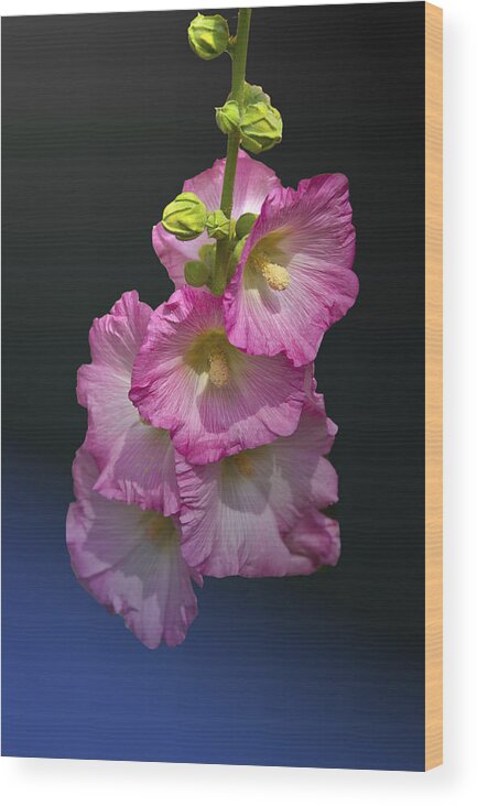 Pink Flower With Dark Background Wood Print featuring the photograph Night Flower by Matthew Bamberg