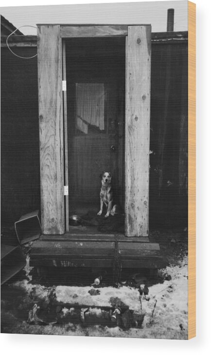 Dog Wood Print featuring the photograph Nome Watchdog by Pekka Sammallahti