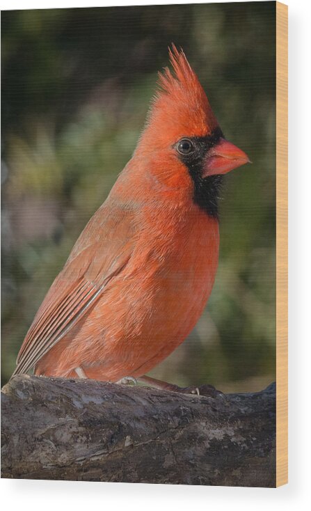Close Up Of Northern Cardinal Male Wood Print featuring the photograph Northern Cardinal 2 by Kenneth Cole