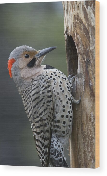 Michael Quinton Wood Print featuring the photograph Northern Flicker At Nest Cavity Alaska by Michael Quinton