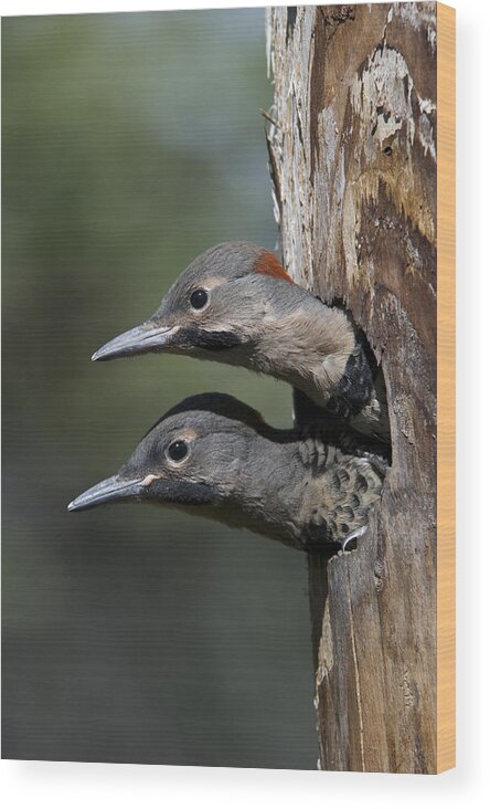 Michael Quinton Wood Print featuring the photograph Northern Flicker Chicks In Nest Cavity by Michael Quinton