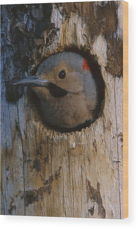 Feb0514 Wood Print featuring the photograph Northern Flicker In Nest Cavity Alaska by Michael Quinton