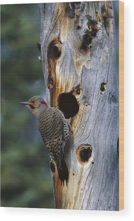 Feb0514 Wood Print featuring the photograph Northern Flicker Near Nest Cavity Alaska by Michael Quinton