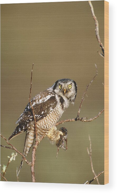 Animal Wood Print featuring the photograph Northern Hawk Owl by Paul J. Fusco