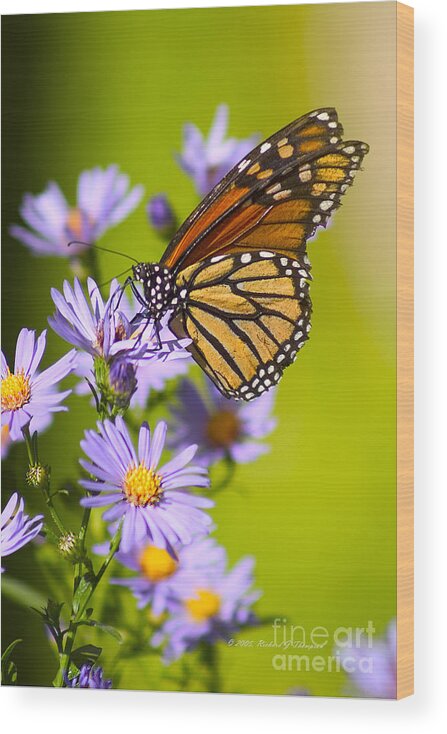 Butterfly Wood Print featuring the photograph Old Butterfly On Aster Flower by Richard J Thompson